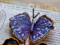 La Fabutineuse Ginkgo Butterfly